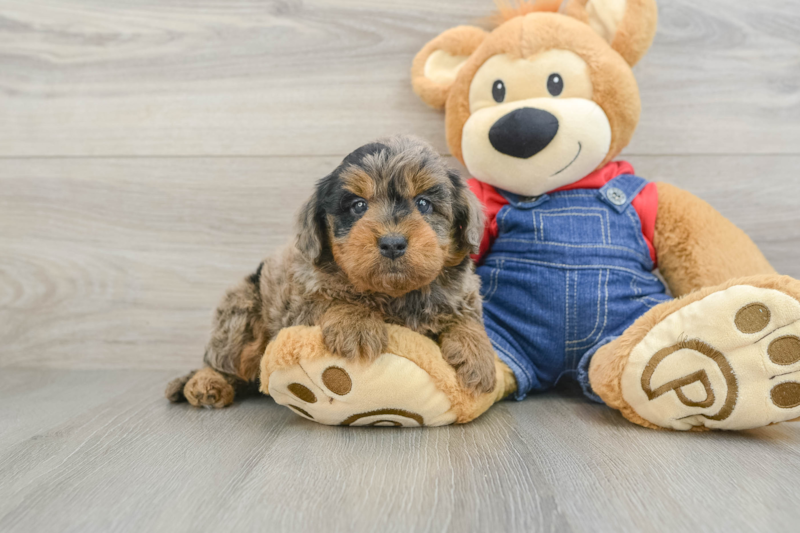 Meet Junior - our Mini Goldendoodle Puppy Photo 1/3 - Florida Fur Babies