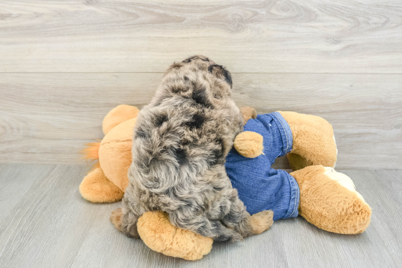 Meet Junior - our Mini Goldendoodle Puppy Photo 2/3 - Florida Fur Babies