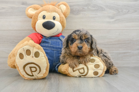 Smart Mini Goldendoodle Poodle Mix Pup