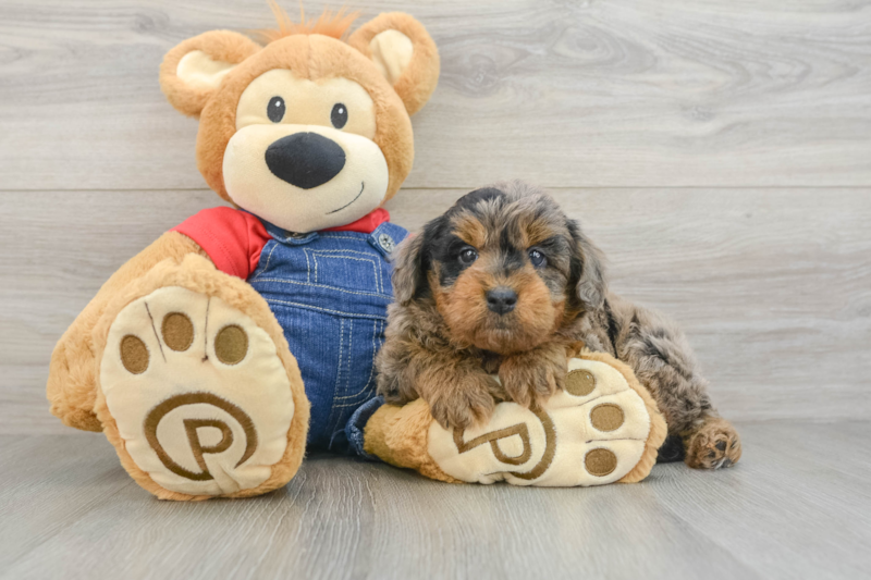Meet Junior - our Mini Goldendoodle Puppy Photo 3/3 - Florida Fur Babies