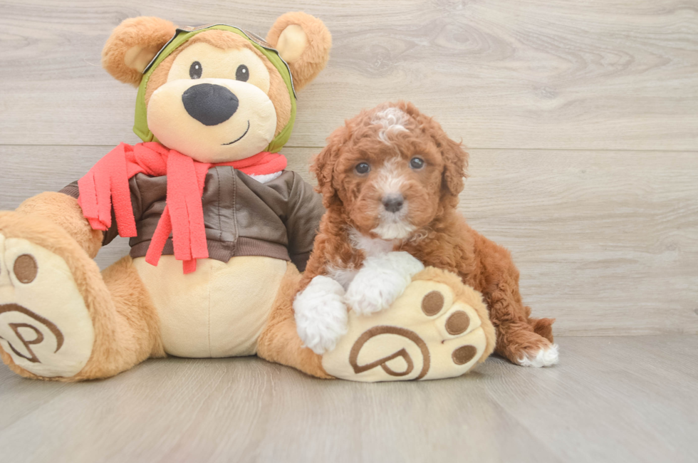 5 week old Mini Goldendoodle Puppy For Sale - Florida Fur Babies