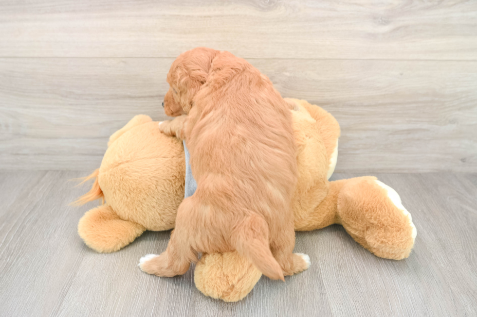 Happy Mini Goldendoodle Baby