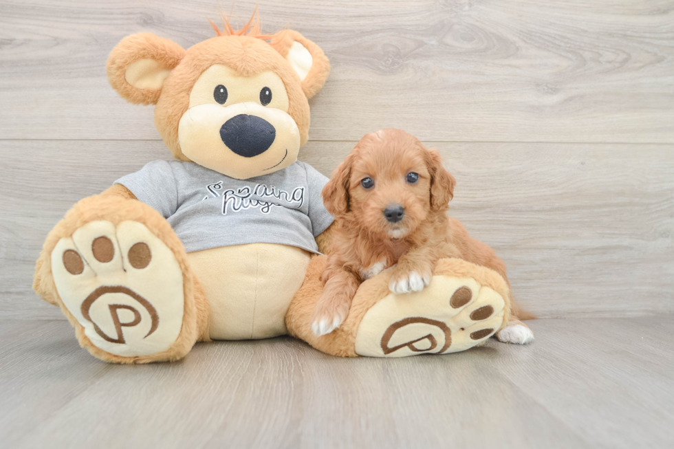 Sweet Mini Goldendoodle Baby