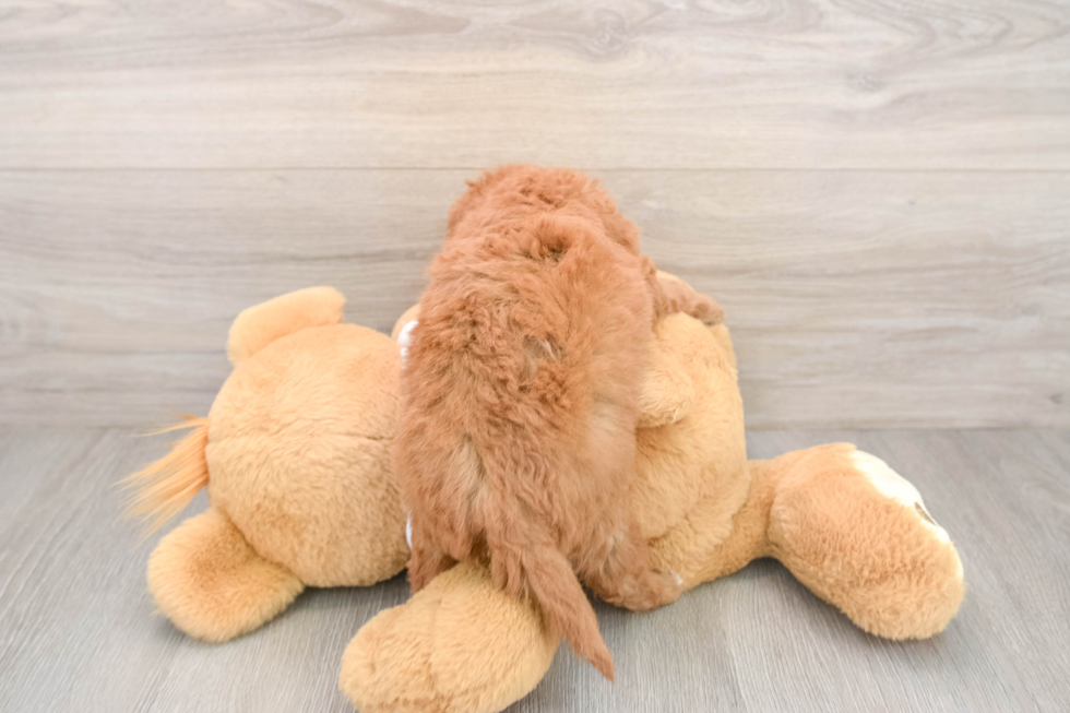 Funny Mini Goldendoodle Poodle Mix Pup