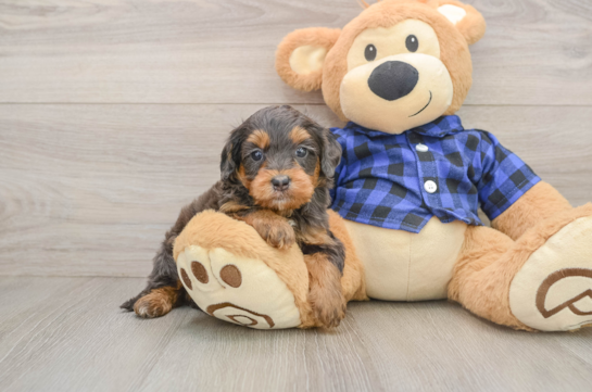 Best Mini Goldendoodle Baby