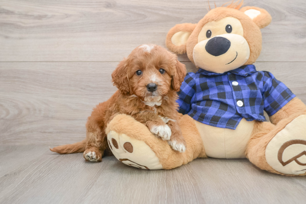 Mini Goldendoodle Puppy for Adoption