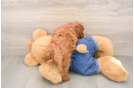 Best Mini Goldendoodle Baby