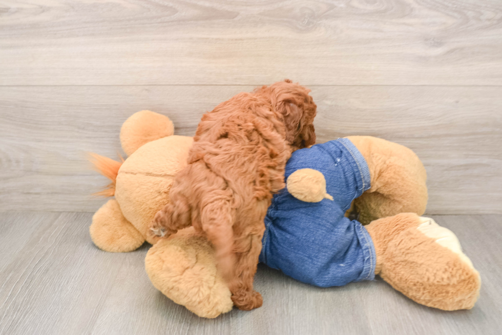 Best Mini Goldendoodle Baby