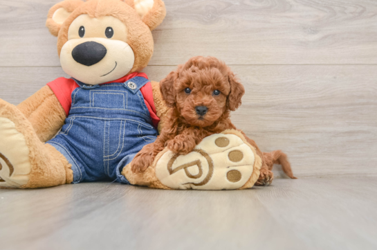 Best Mini Goldendoodle Baby