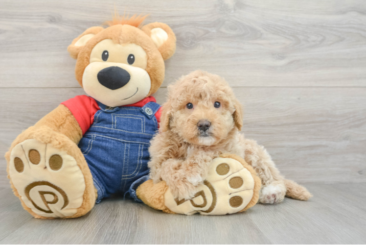 Popular Mini Goldendoodle Poodle Mix Pup