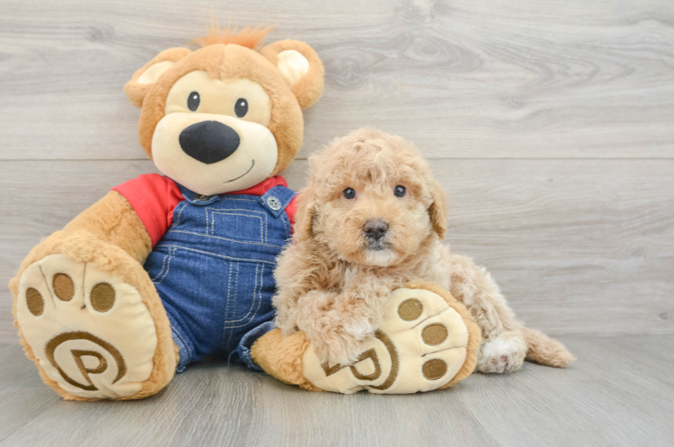 5 week old Mini Goldendoodle Puppy For Sale - Florida Fur Babies