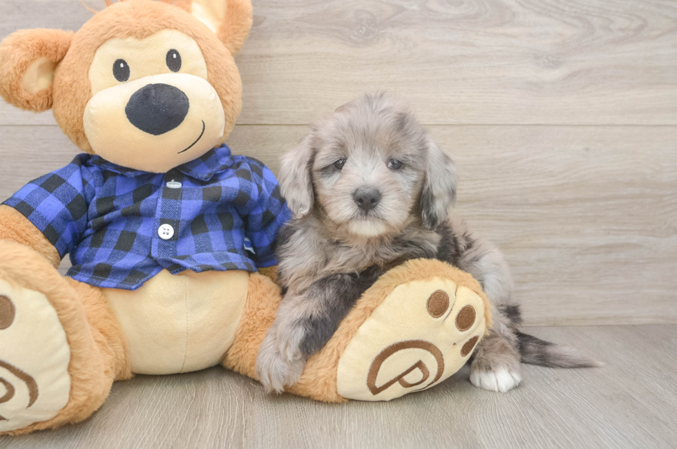 6 week old Mini Goldendoodle Puppy For Sale - Florida Fur Babies