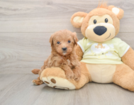 8 week old Mini Goldendoodle Puppy For Sale - Florida Fur Babies