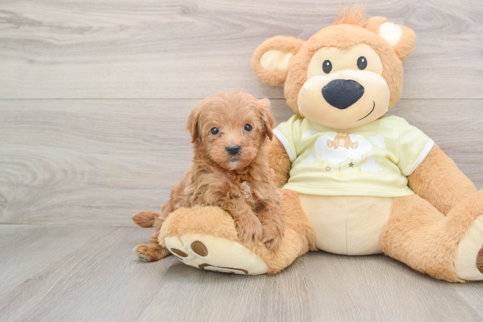 Mini Goldendoodle Puppy for Adoption