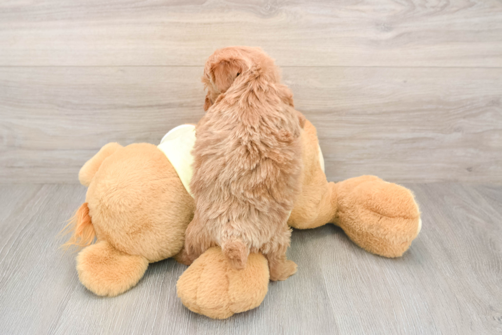 Mini Goldendoodle Puppy for Adoption