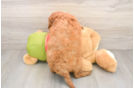 Smart Mini Goldendoodle Poodle Mix Pup