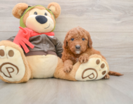 7 week old Mini Goldendoodle Puppy For Sale - Florida Fur Babies