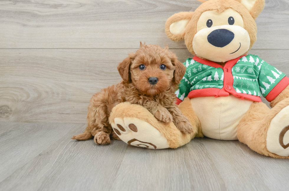 5 week old Mini Goldendoodle Puppy For Sale - Florida Fur Babies