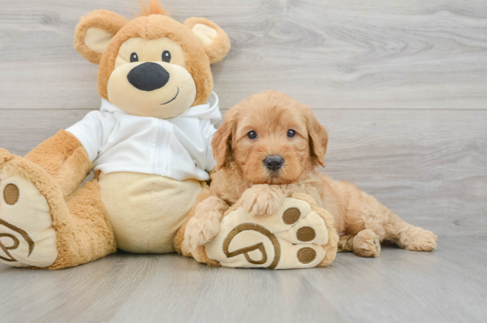 5 week old Mini Goldendoodle Puppy For Sale - Florida Fur Babies