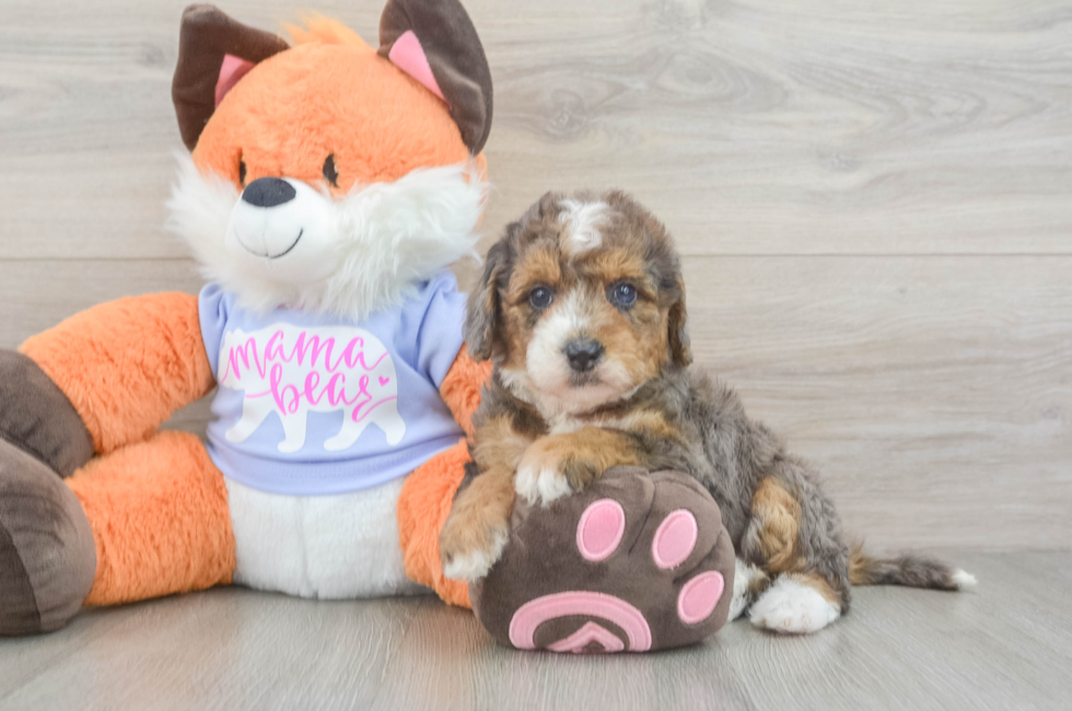 5 week old Mini Goldendoodle Puppy For Sale - Florida Fur Babies