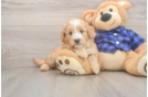 Mini Goldendoodle Pup Being Cute