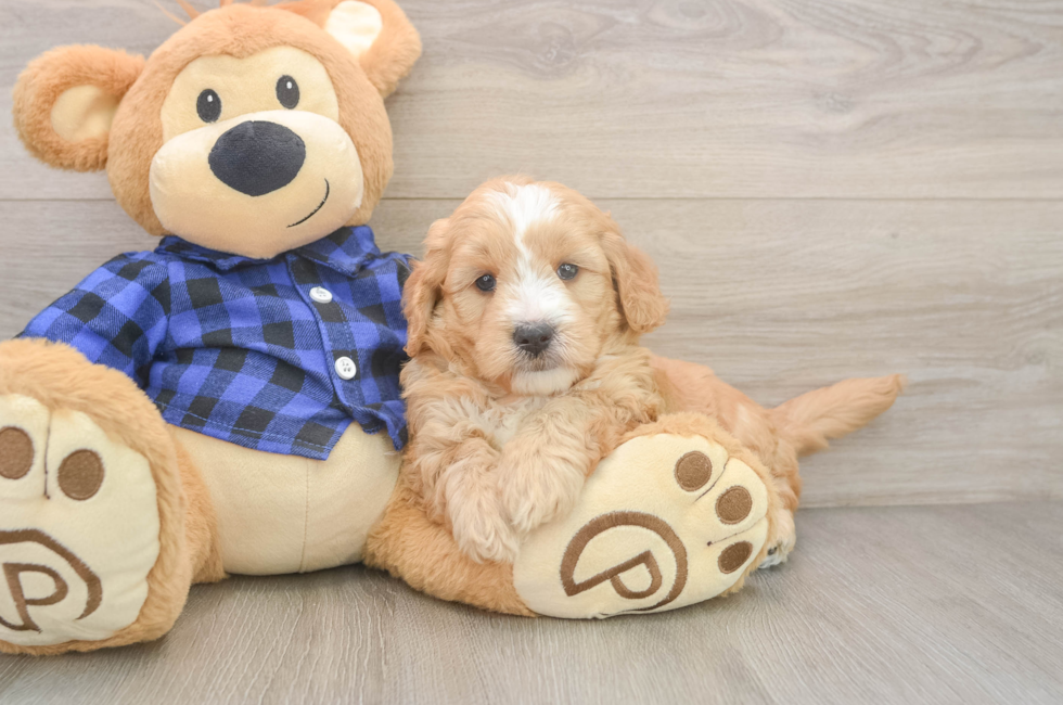 5 week old Mini Goldendoodle Puppy For Sale - Florida Fur Babies