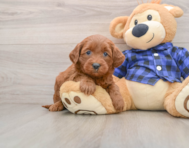 7 week old Mini Goldendoodle Puppy For Sale - Florida Fur Babies