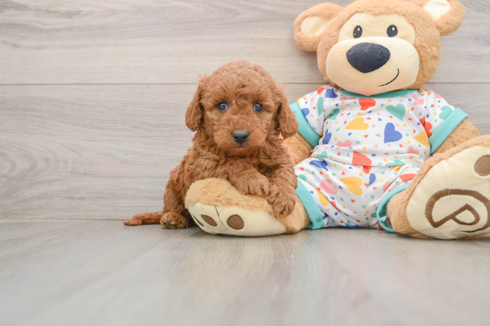 Happy Mini Goldendoodle Baby