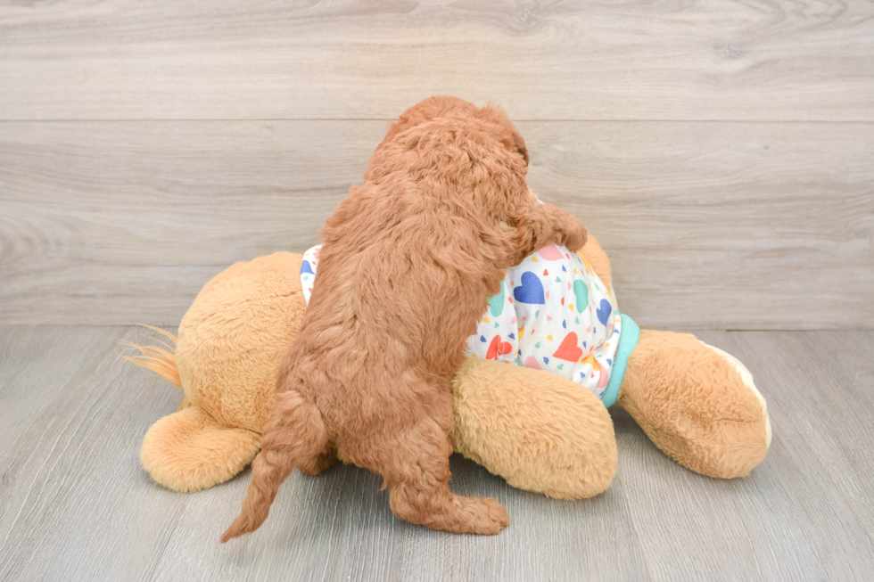 Mini Goldendoodle Puppy for Adoption