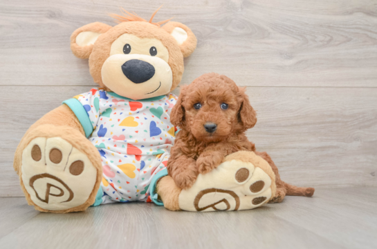 Mini Goldendoodle Puppy for Adoption