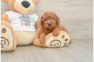 Mini Goldendoodle Puppy for Adoption