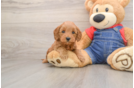 Mini Goldendoodle Pup Being Cute