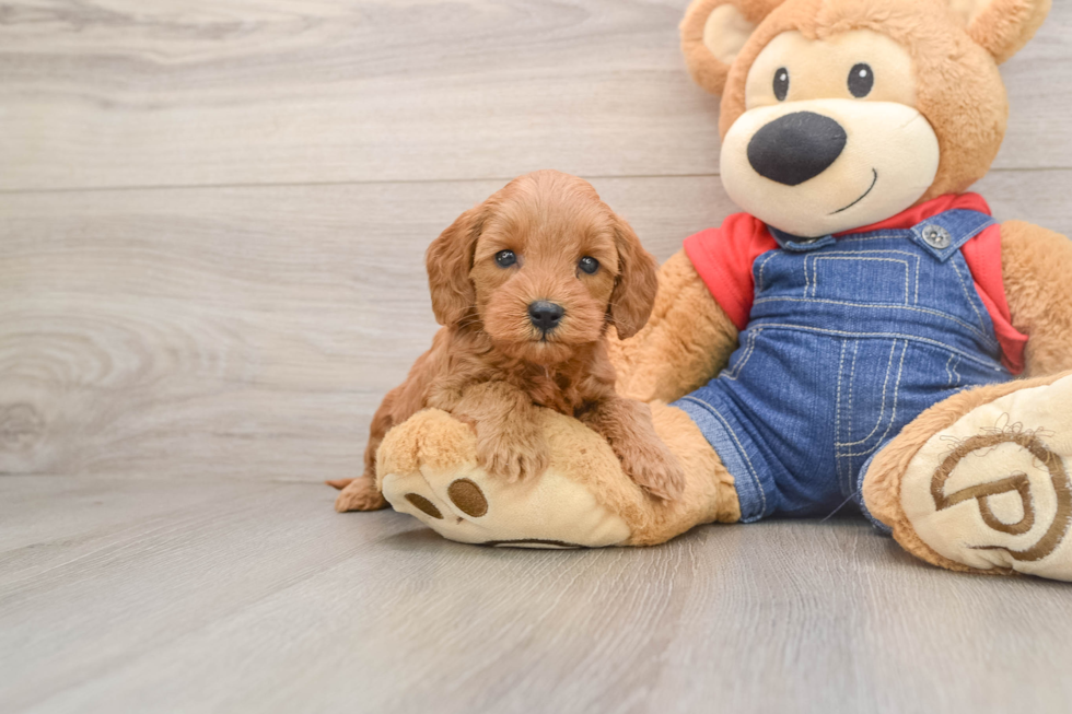 Mini Goldendoodle Pup Being Cute