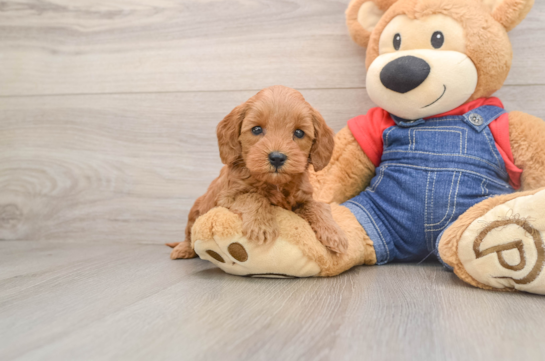 Mini Goldendoodle Pup Being Cute