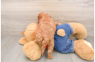Mini Goldendoodle Pup Being Cute
