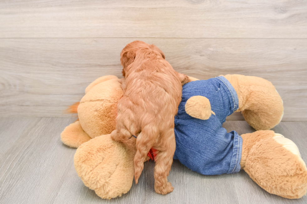 Mini Goldendoodle Pup Being Cute