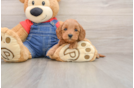 Adorable Golden Retriever Poodle Mix Poodle Mix Puppy