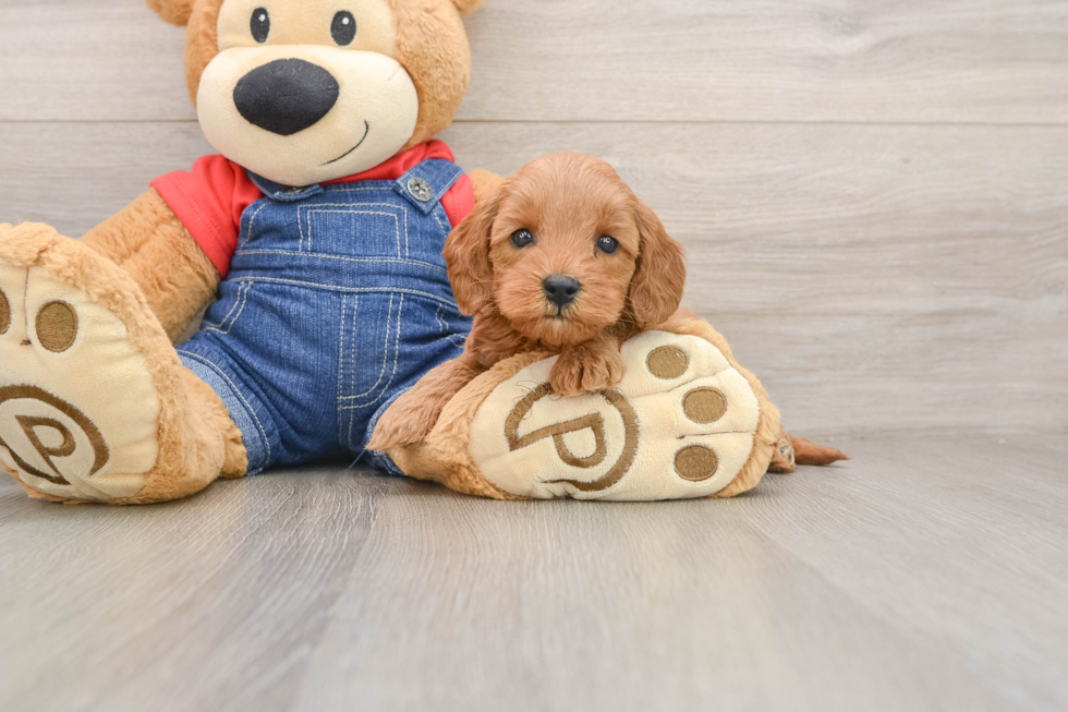 Adorable Golden Retriever Poodle Mix Poodle Mix Puppy