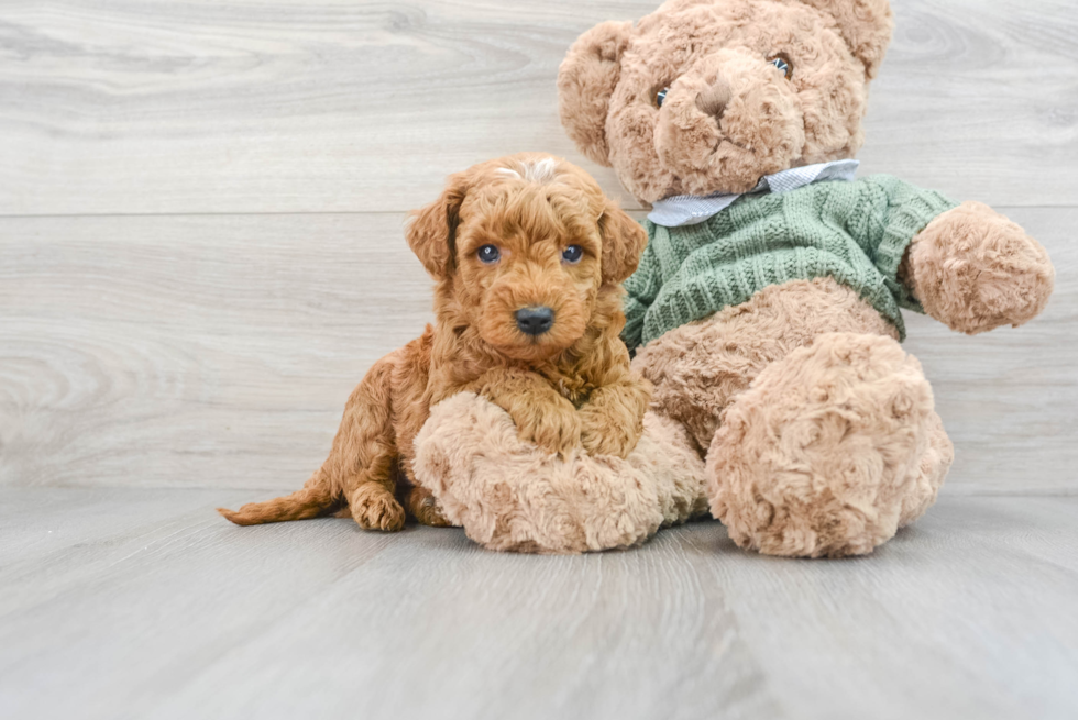 Mini Goldendoodle Pup Being Cute