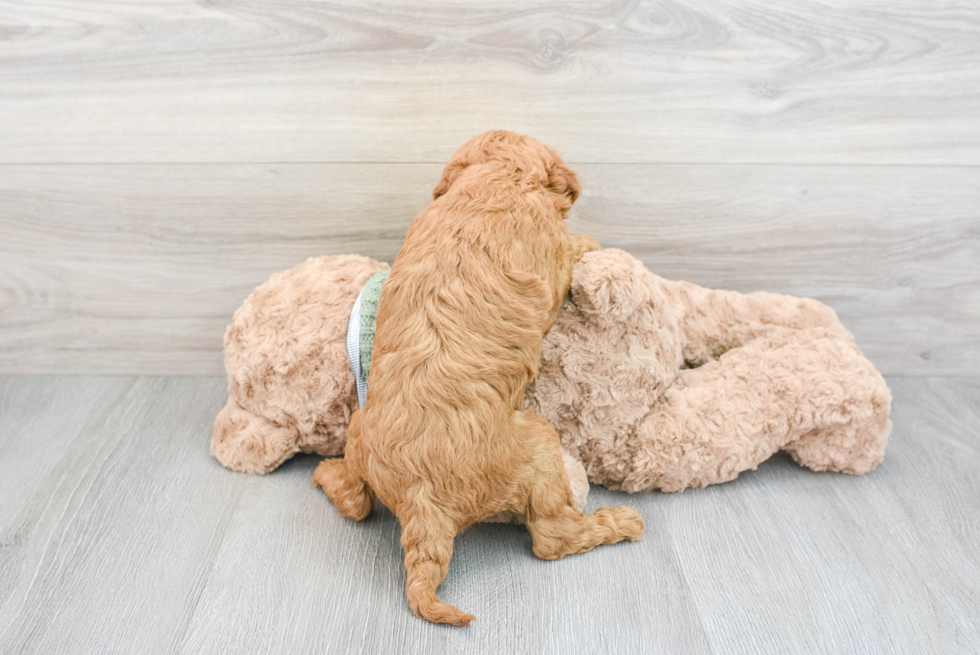 Mini Goldendoodle Puppy for Adoption