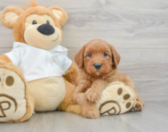8 week old Mini Goldendoodle Puppy For Sale - Florida Fur Babies