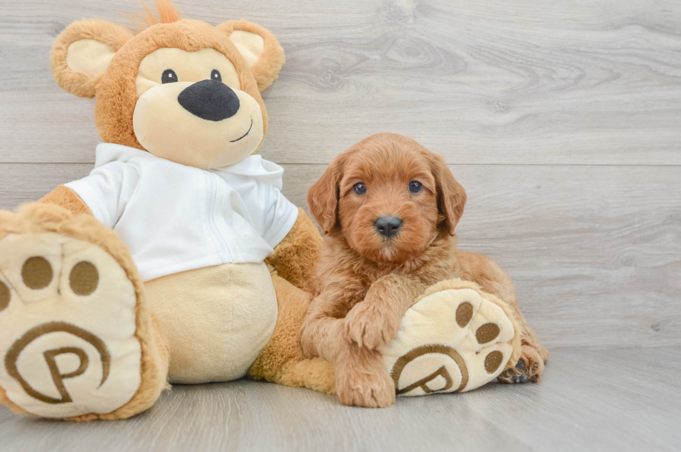 5 week old Mini Goldendoodle Puppy For Sale - Florida Fur Babies