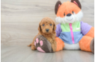 Fluffy Mini Goldendoodle Poodle Mix Pup
