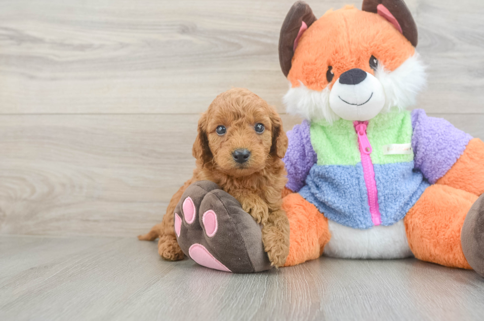 5 week old Mini Goldendoodle Puppy For Sale - Florida Fur Babies