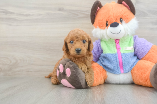 Fluffy Mini Goldendoodle Poodle Mix Pup