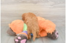 Fluffy Mini Goldendoodle Poodle Mix Pup