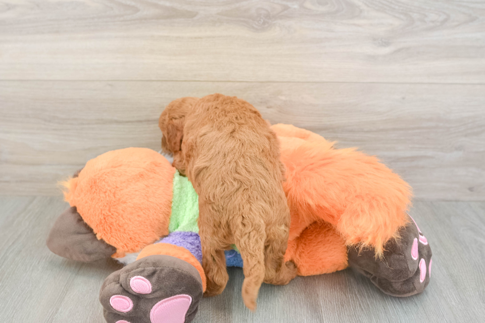 Fluffy Mini Goldendoodle Poodle Mix Pup