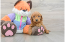 Mini Goldendoodle Pup Being Cute
