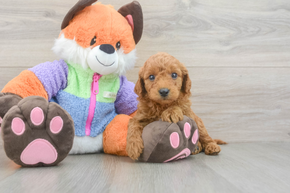 Mini Goldendoodle Pup Being Cute