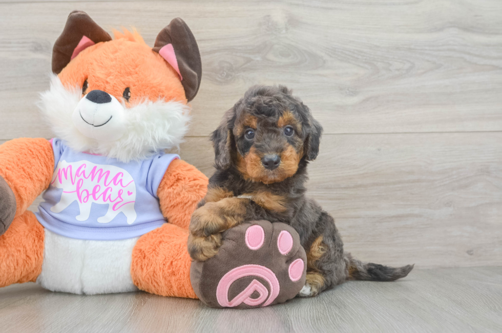 5 week old Mini Goldendoodle Puppy For Sale - Florida Fur Babies
